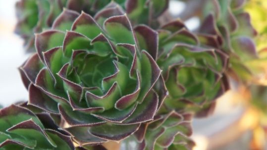 Dachbegrünung als neuer Lebensraum